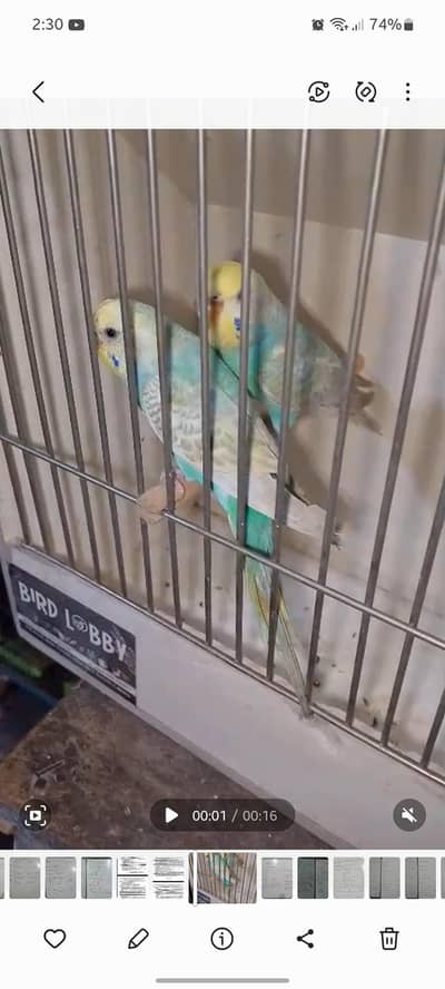 rainbow budgies  breader pair
