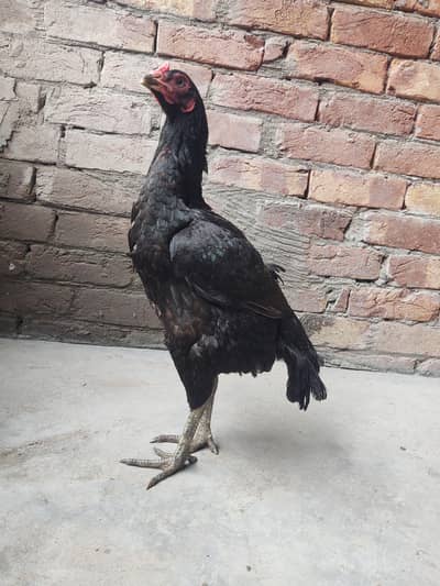 aseep Murgi Thai or burmi crose