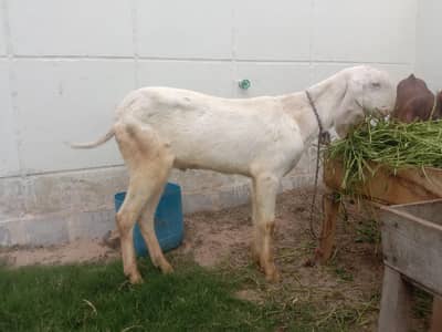 pakka khira sahiwal breed