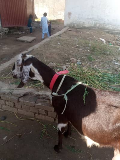 Goat For Sale Beautiful And Healthy 5 days Ki tazi soi