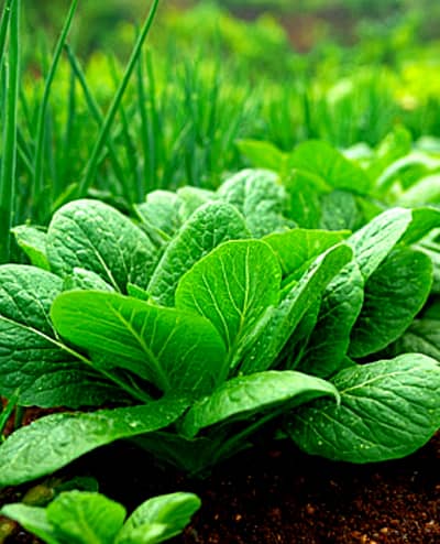 Sale bumper offer Agricultural small land 2 kanals with all facilities,