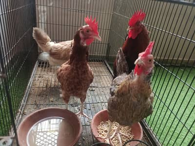 Egg lying misri murgiyan 3+1 set