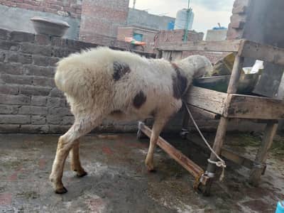 TALAGAND NASAAL KA DUMDA