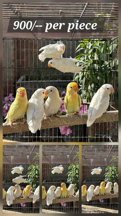 love bird albino creamino colour and palefallows