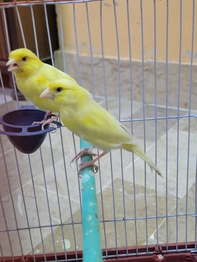 Canary pair