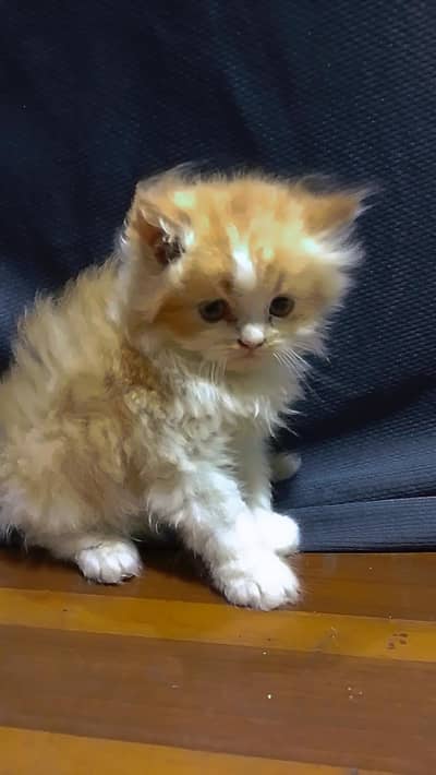 beautiful Persian cat