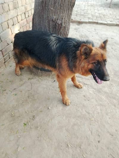German shepherd female