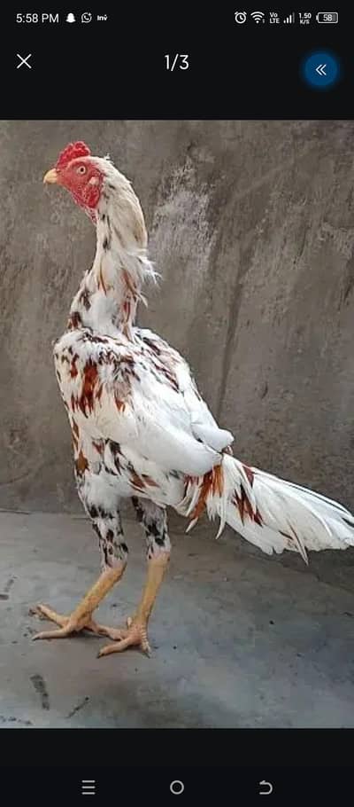 Pure Desi Hens For Sale