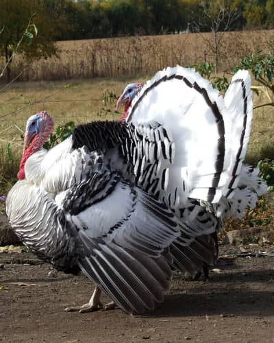 turkey chicks healthy and active