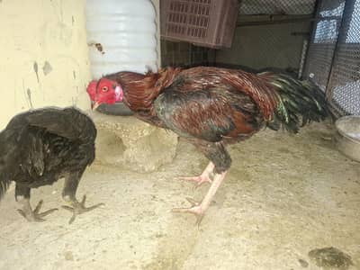 Set of Top Quality Aseels