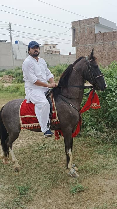بہت اچھا نیزہ باز چال باز گھوڑا فار سیل
