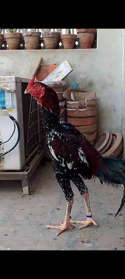 aseelmurga top quality important blood line Thai murga