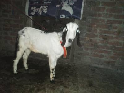 male goat