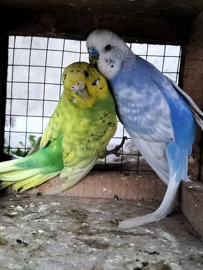 Budgies/Australian Parrot