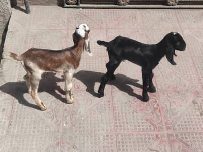 Maki Chani Bakri For sale Sht 2 baby hn female Argent sale03047949297