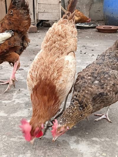 andon wali murgiyan or murga