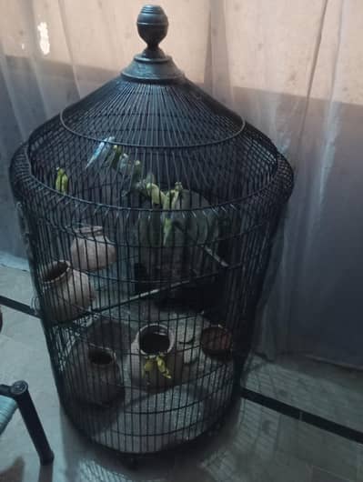 cage and Australian parrot sale