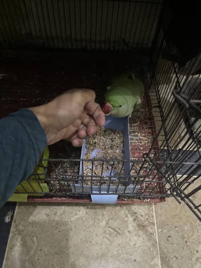 Raw parrot female hand tamed