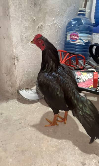 Black Aseel For Sale