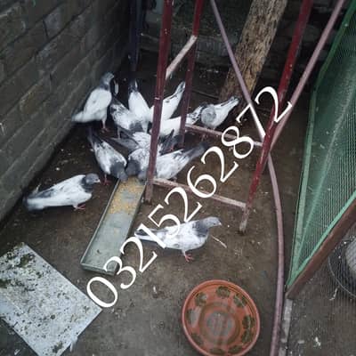 taddy sialkoti perwa,I bachy for sale