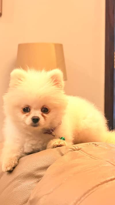 Pomeranian Puppy | Cup size Puppy | Toy Breed Pomeranian For Sale