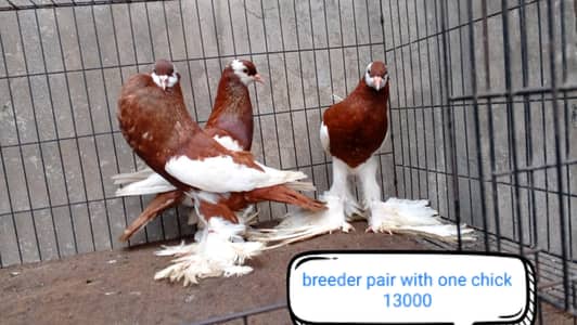 fancy pigeon | kabutar| Jacobin|  frillback saddle | amarican fantail|