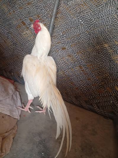 Aseel or dasi sab available ha