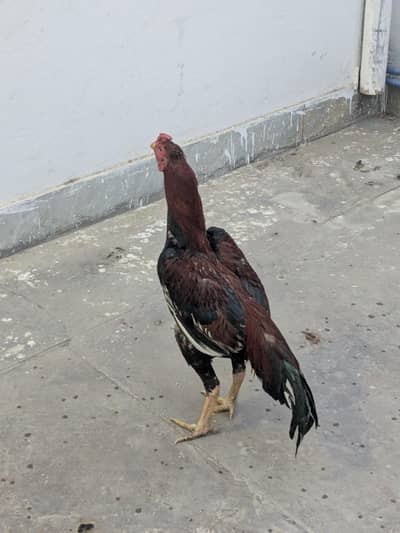 pairs Andy bachy waly