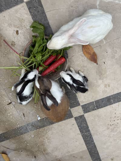 Rabbit red eyes whole family for sale
