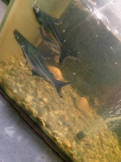 blue line shark fish pair