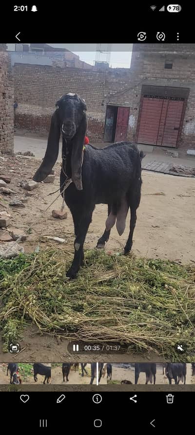 امرتسری بیتل بکری