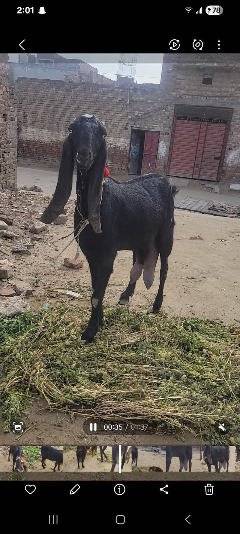 امرتسری بیتل بکری 0