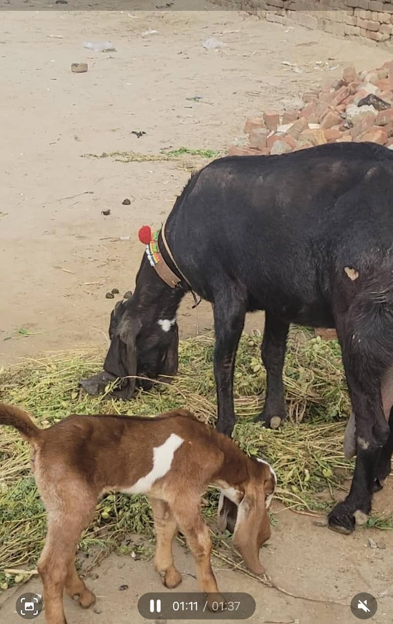 امرتسری بیتل بکری 1