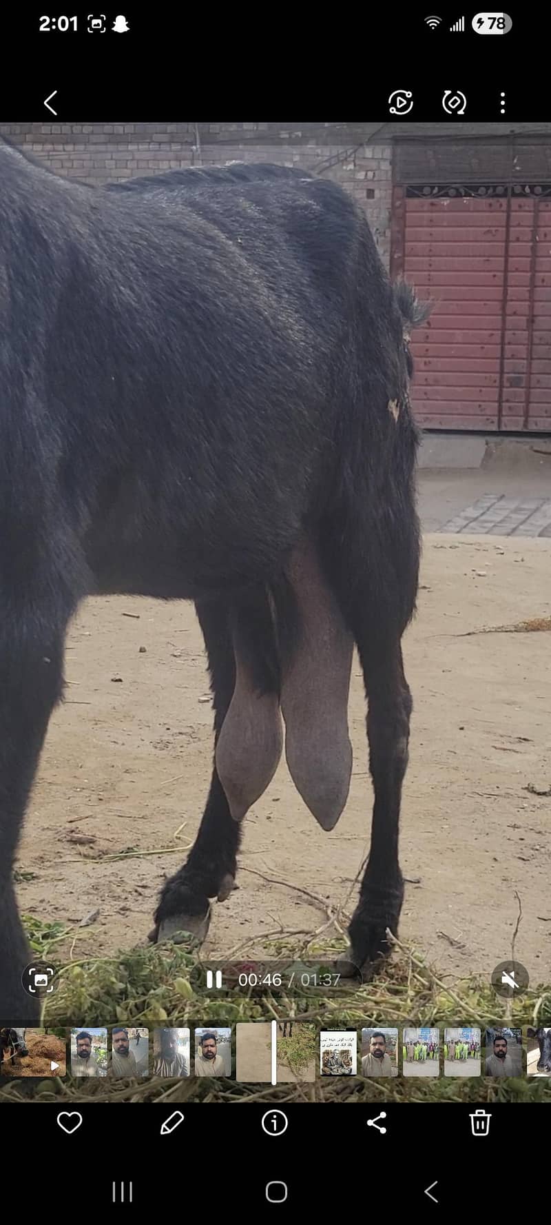 امرتسری بیتل بکری 2