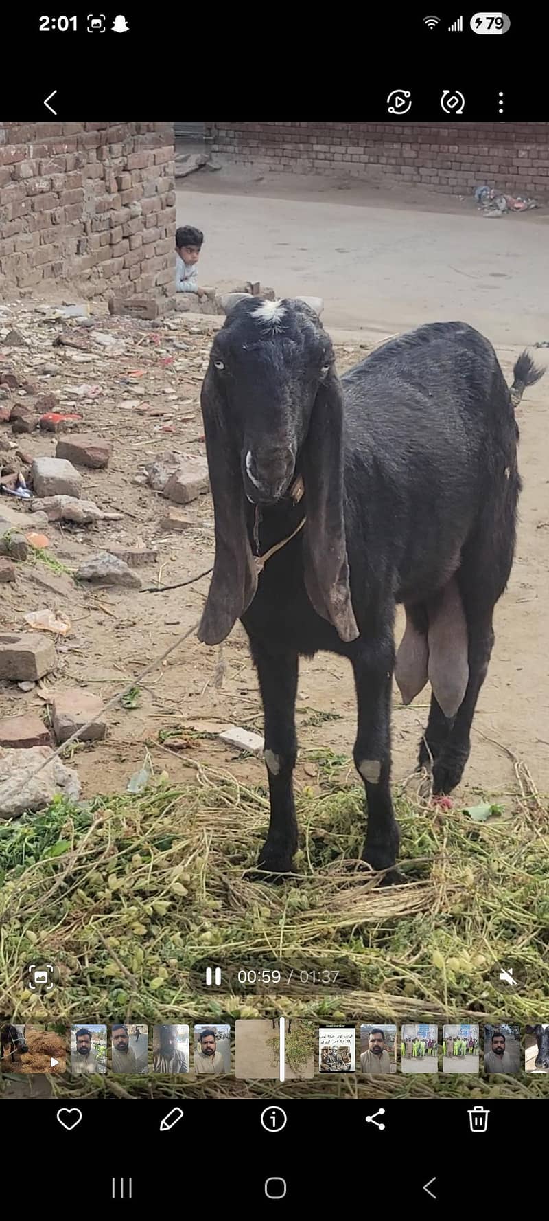 امرتسری بیتل بکری 3