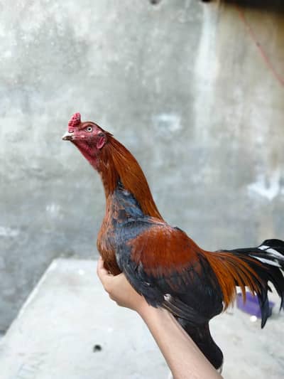 Healthy and active Murga