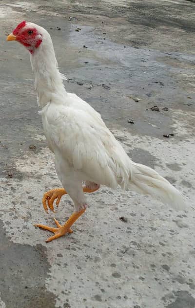 Aseel murgha for sale