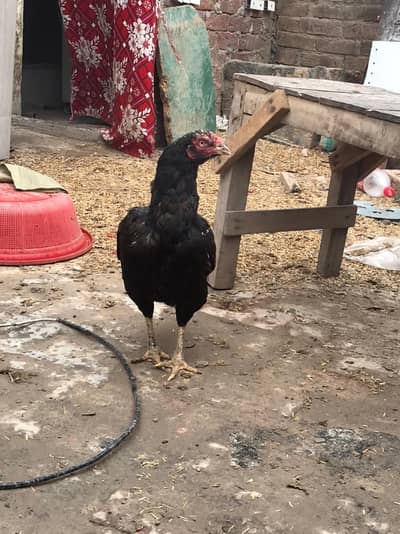 Allah bords sale k liye h j