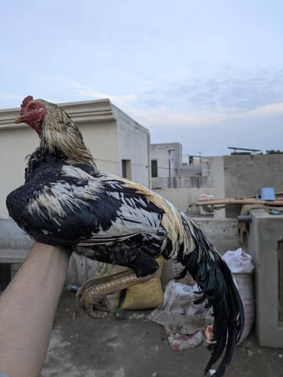 aseel male / aseel murga / mianwali aseel / aseel / jawa male