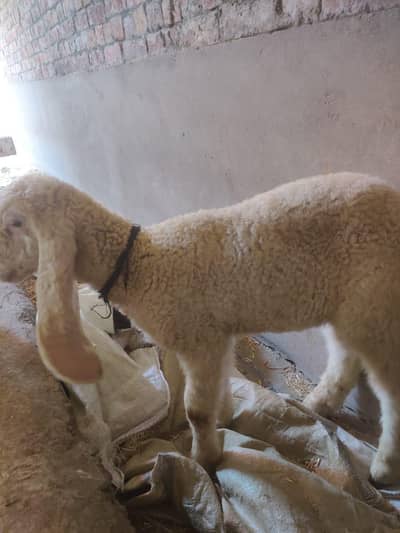 livestock animal for sale kaja male dumba  male black long tail male