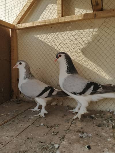 sabz sherazi for sale