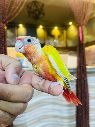 Suncheek & Pineapple Conure