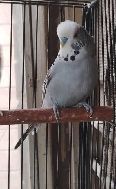 king anthracite budgie//bf male