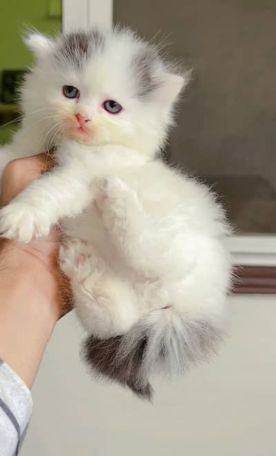 Persian kitten triple coated