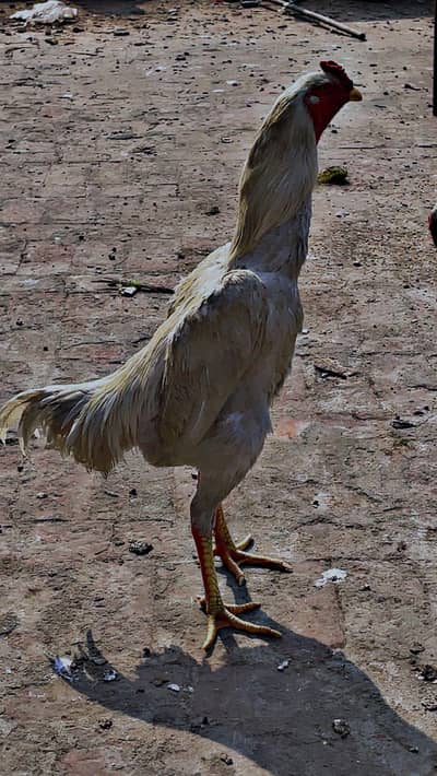 3 males and 2 females white shamo 03245141018