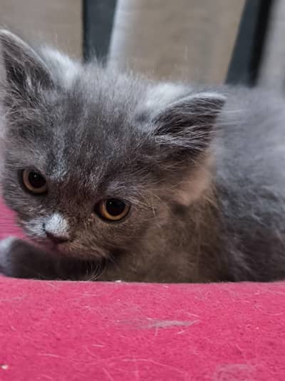Beautiful Pure British Shorthair Kitten for sale