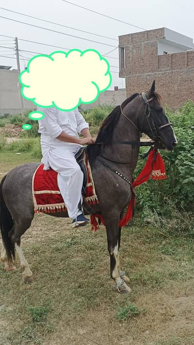 بہت اچھا نیزہ باز چال باز گھوڑا فار سیل