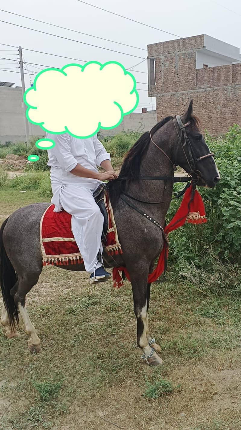 بہت اچھا نیزہ باز چال باز گھوڑا فار سیل 0