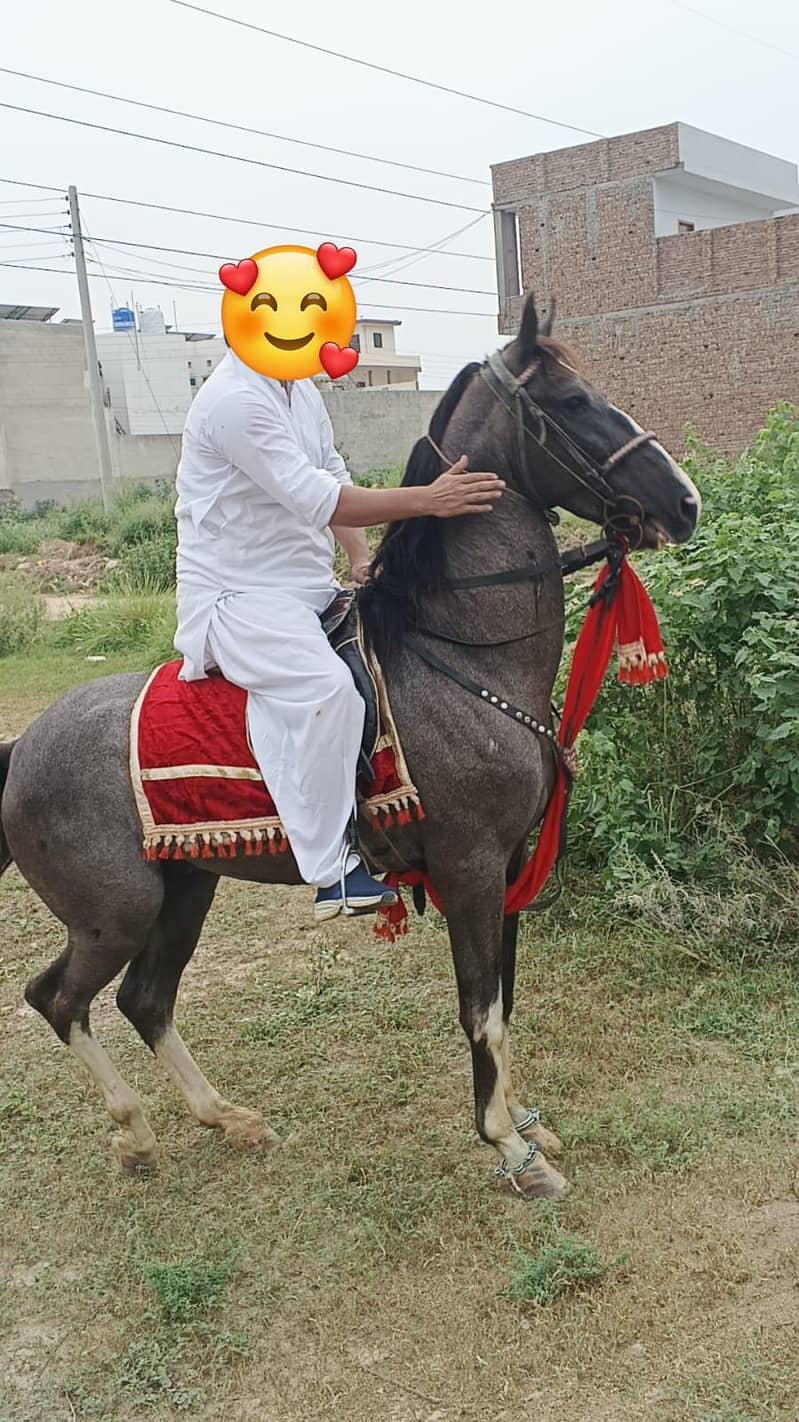 بہت اچھا نیزہ باز چال باز گھوڑا فار سیل 1