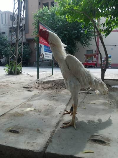 OH shamoo bredar male